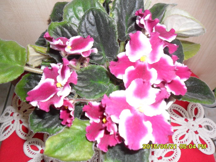 SAM_0357 - violetele mele