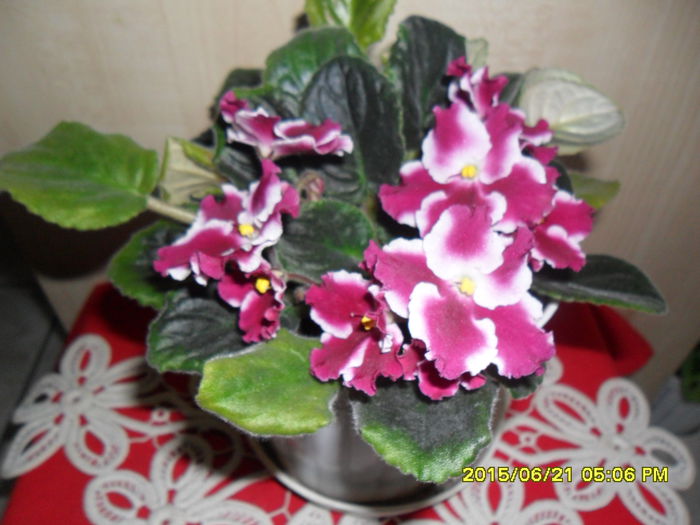 SAM_0359 - violetele mele