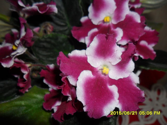 SAM_0360 - violetele mele