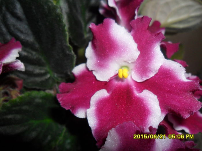 SAM_0361 - violetele mele