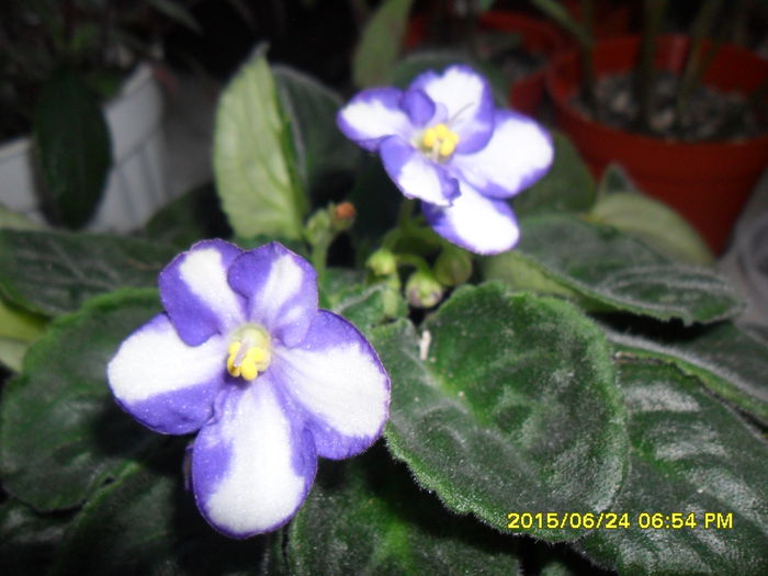 SAM_0381 - violetele mele