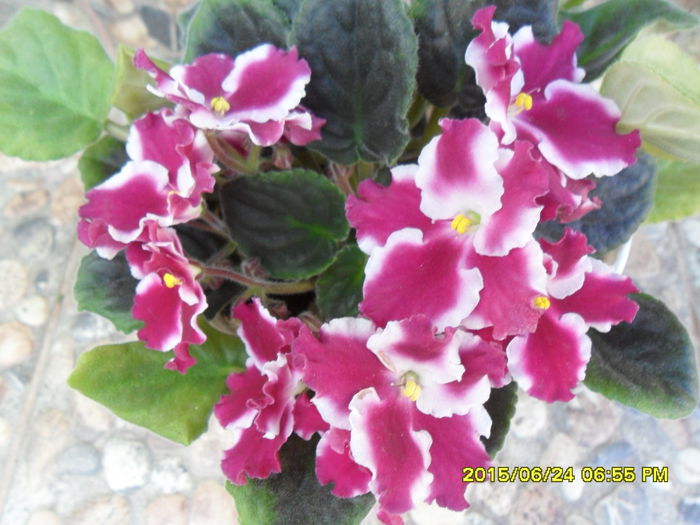 SAM_0383 - violetele mele