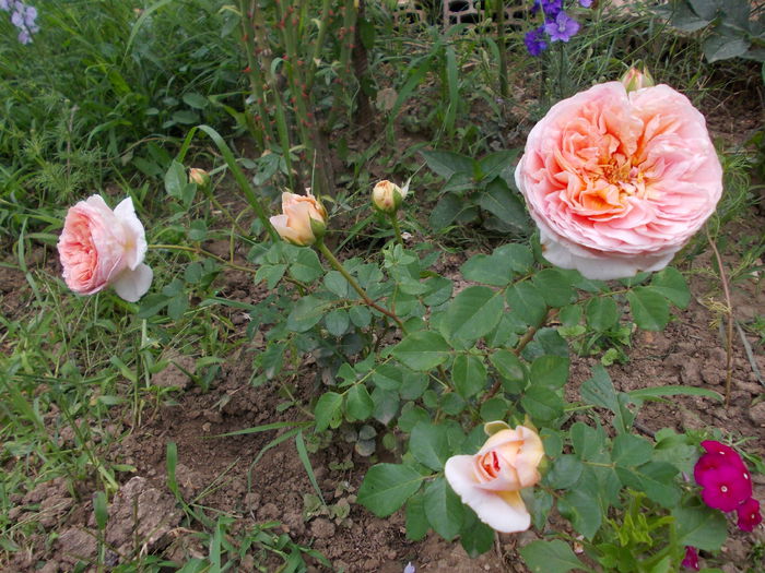 abraham darby-iunie 2015 a 2-a inflorire. - austin - Abraham Darby