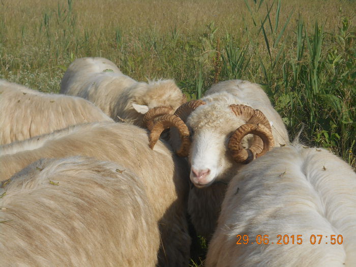 Picture 514 - Berbeci 2o14-2015