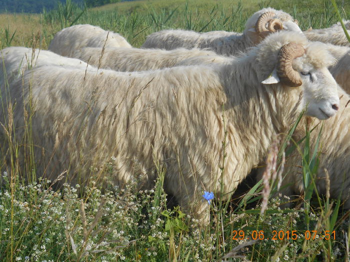 Picture 519 - Berbeci 2o14-2015