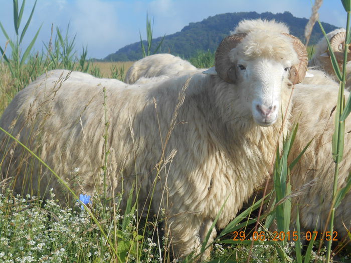 Picture 520 - Berbeci 2o14-2015