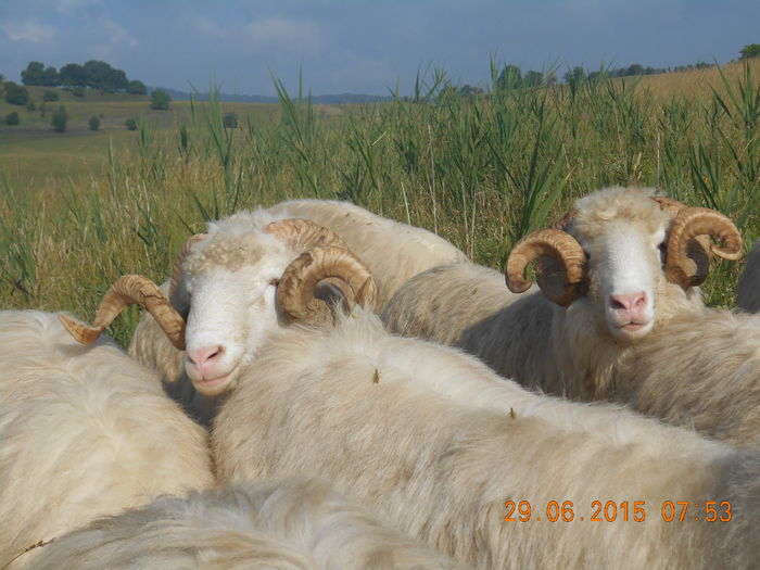 Picture 524 - Berbeci 2o14-2015