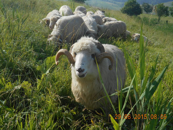 Picture 548 - Berbeci 2o14-2015