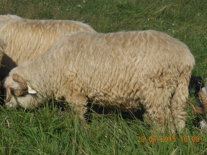 Picture 628 - Berbeci 2o14-2015