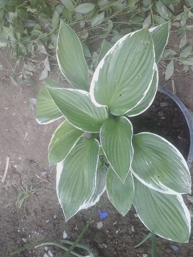 20150627_164013 - hosta