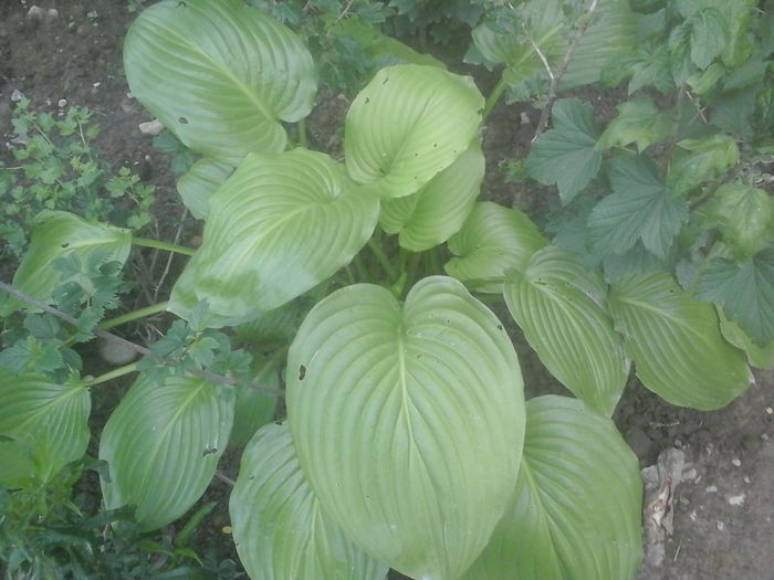 20150627_163958 - hosta