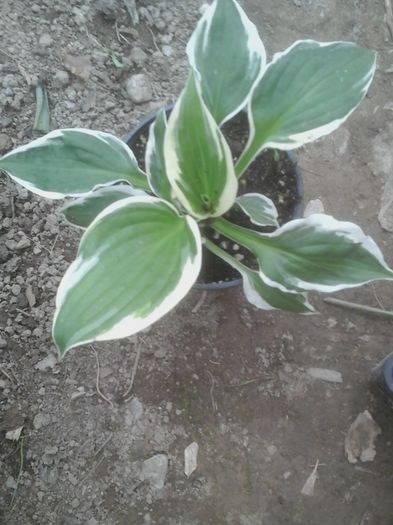 20150627_162915 - hosta