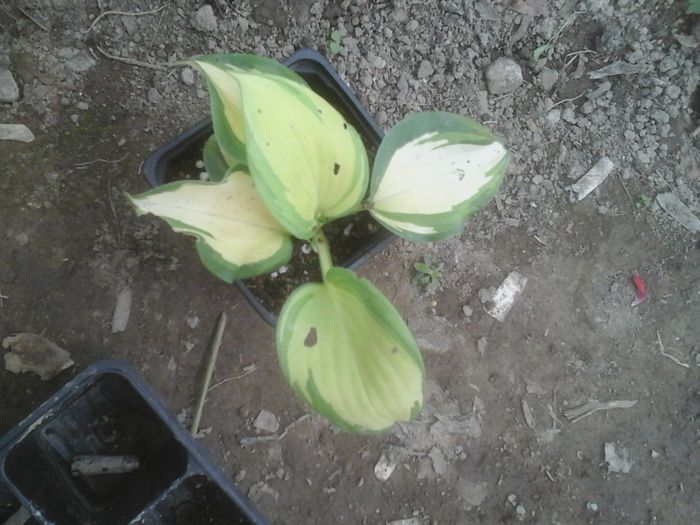 20150627_162907 - hosta