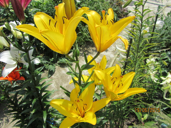 Crini asiatici (2015