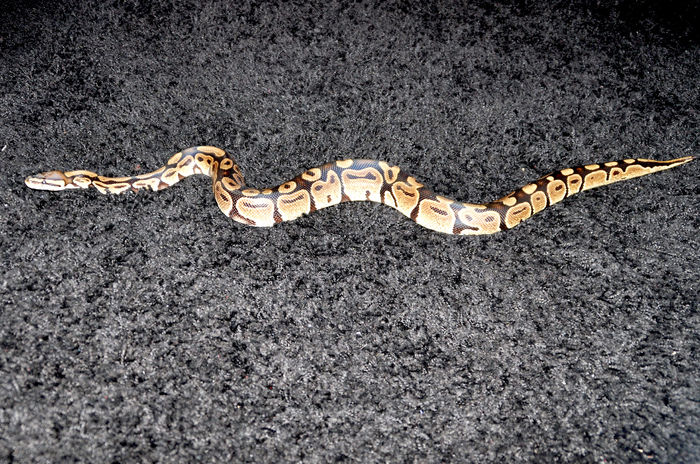 6 - Python regius-Ball Phyton-Piton regal