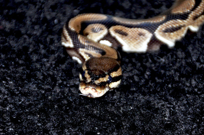 10 - Python regius-Ball Phyton-Piton regal