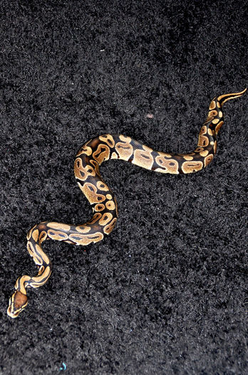 11 - Python regius-Ball Phyton-Piton regal