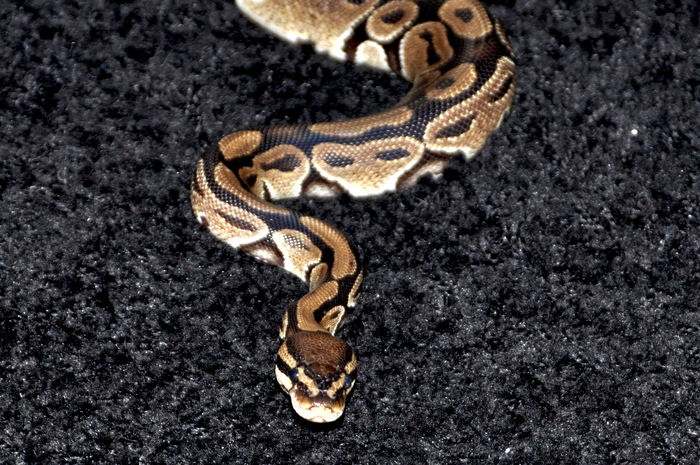 14 - Python regius-Ball Phyton-Piton regal