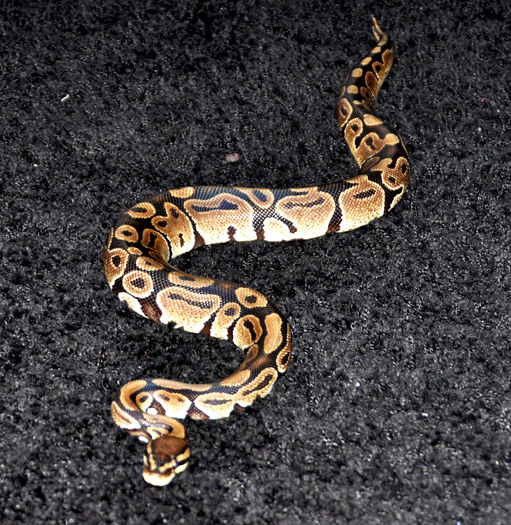 15 - Python regius-Ball Phyton-Piton regal