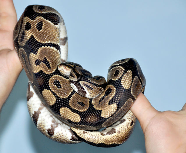 20 - Python regius-Ball Phyton-Piton regal