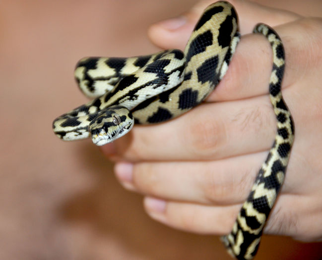 23 - Morelia spilota cheynei- jungle carpet python