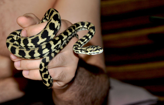 24 - Morelia spilota cheynei- jungle carpet python