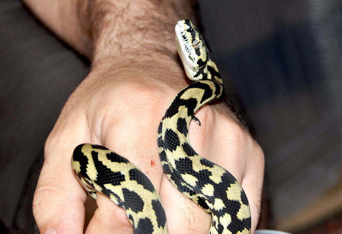 25 - Morelia spilota cheynei- jungle carpet python