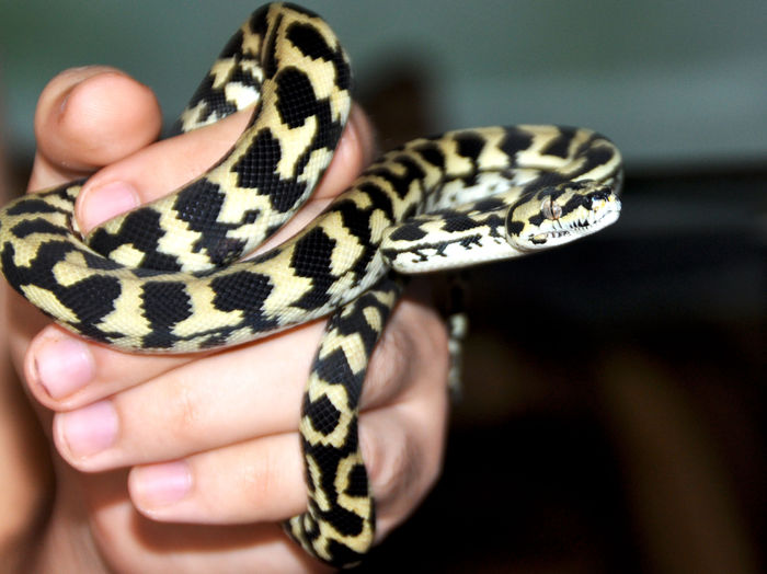 26 - Morelia spilota cheynei- jungle carpet python