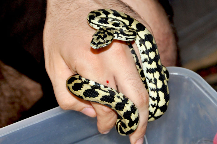 27 - Morelia spilota cheynei- jungle carpet python