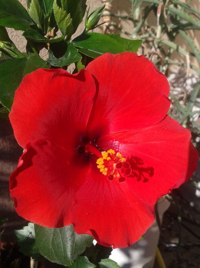 Fotografie-0043 - hibiscus