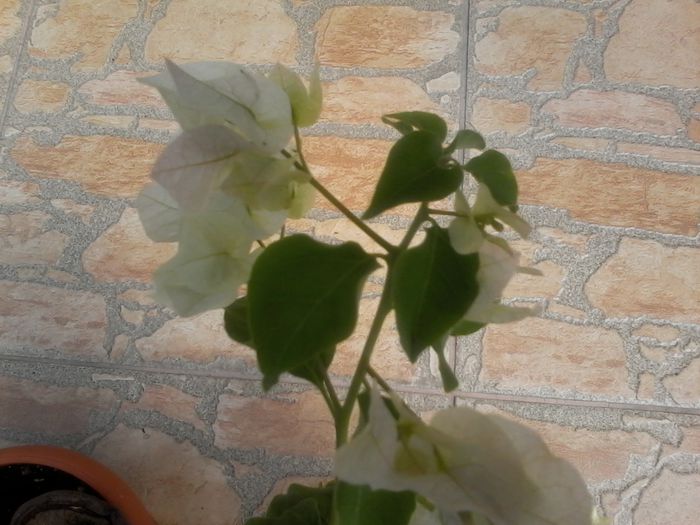 20150701_104524 - bougainvillea