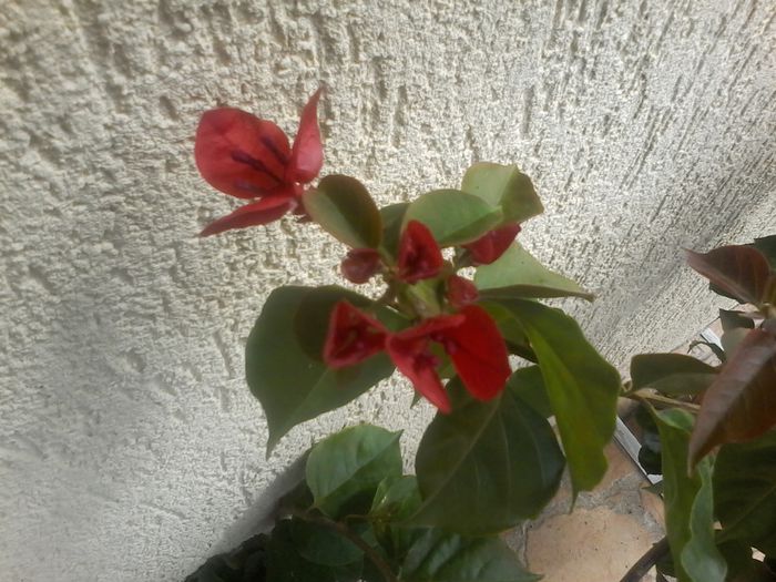 20150701_104411 - bougainvillea