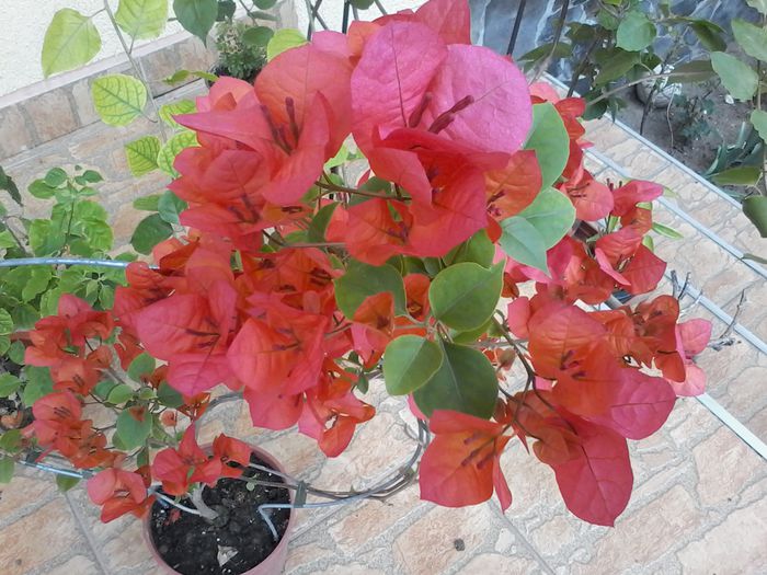 20150510_133224 - bougainvillea