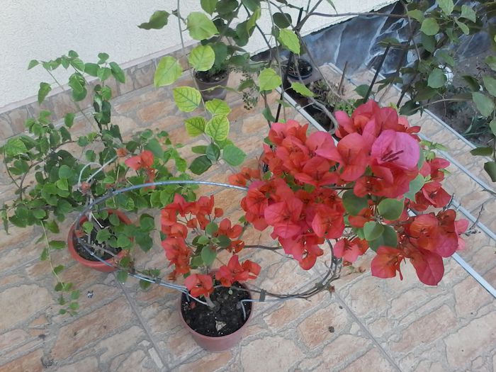 20150510_133217 - bougainvillea