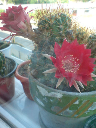 DSC00294 - CACTUSI 2015--2018