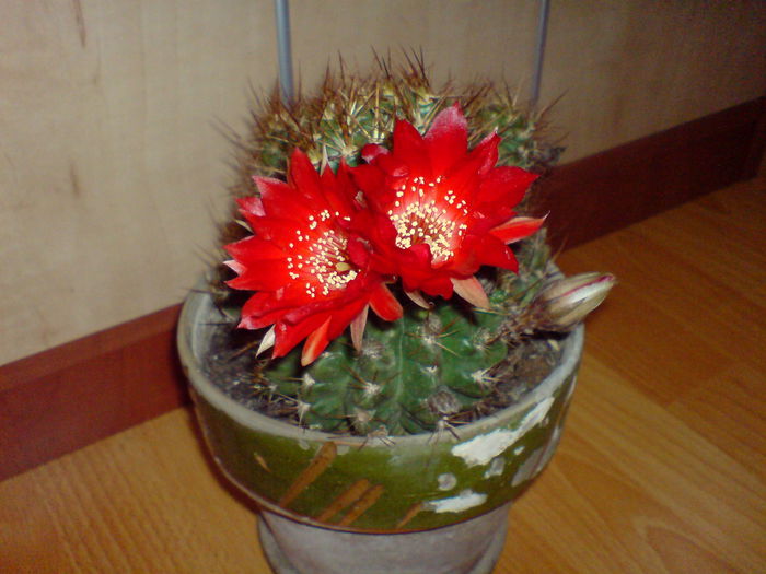 DSC00289 - CACTUSI 2015--2018