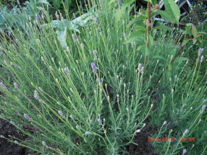 lavanda imbobocita - Gradina Casa si Plante Rare sau Deosebite pentru Sanatate2