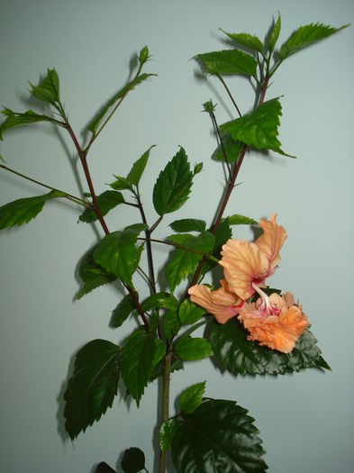 DSC02336 - Hibiscus El Capitolio Orange