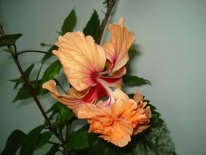 DSC02337 - Hibiscus El Capitolio Orange