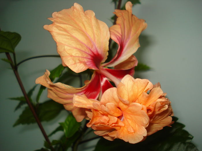 DSC02338 - Hibiscus El Capitolio Orange