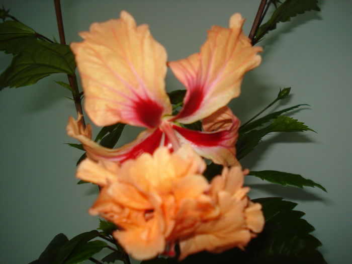 DSC02339 - Hibiscus El Capitolio Orange