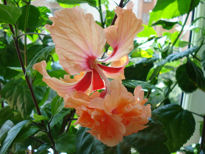 DSC02342 - Hibiscus El Capitolio Orange