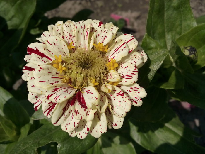 IMG_20150701_113931 - 2015 Flori in  gradina