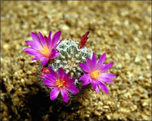 cactus - poze flori