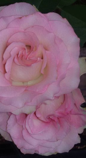 Princess-De-Monaco-Rose