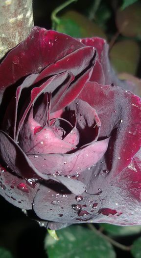 nigrette de la madalina78  ,multumesc