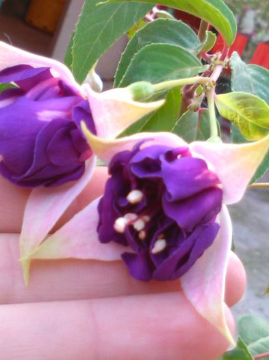 fuchsia deep purple - f fuchsia deep purple