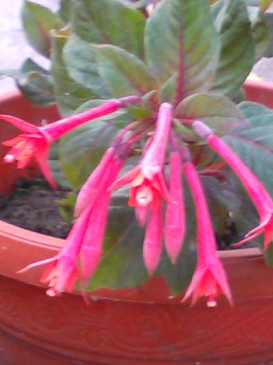 Fuchsia Gartenmeister Bonstedt