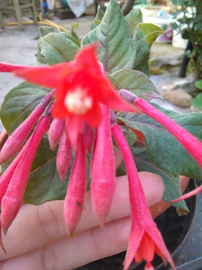 Fuchsia Gartenmeister Bonstedt