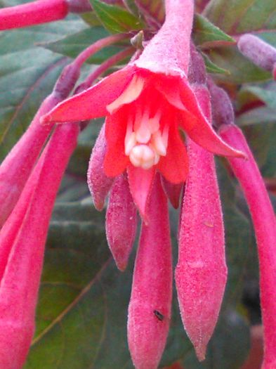 Fuchsia Gartenmeister Bonstedt - f Fuchsia Gartenmeister Bonstedt